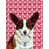 Corgi (brun et blanc) sélectionné