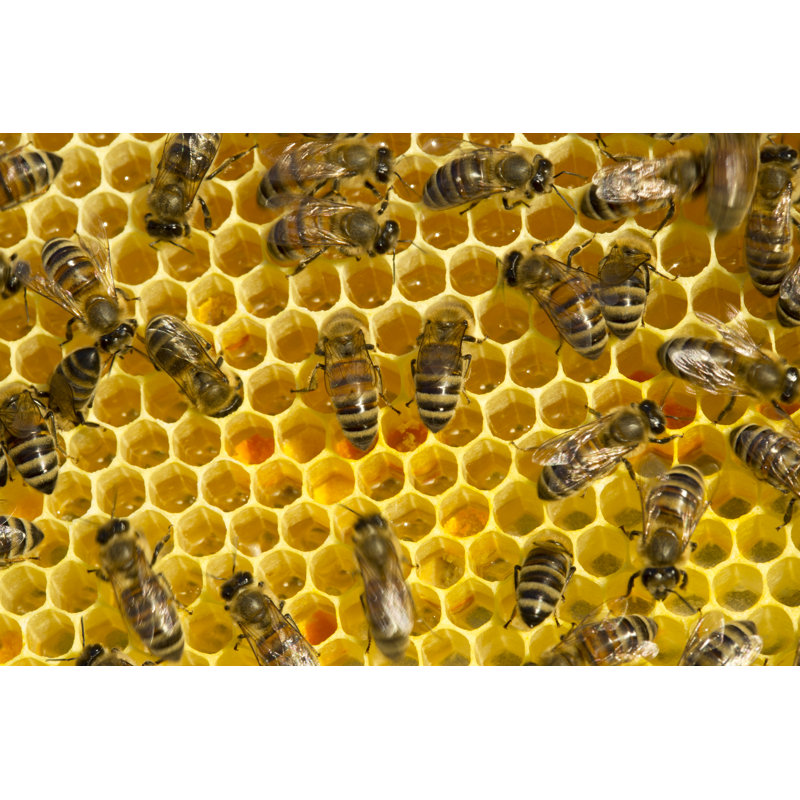 Bees - Wrapped Canvas Print, 30cm H x 46 cm W x 3.8cm D
