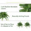 Fern Plant-25768687