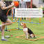 Ensemble de dressage pour chien
