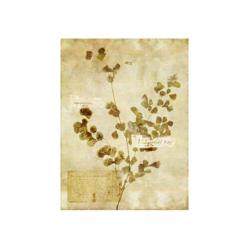 Eucalyptus Polyanthemos Print, 40" H x 30" W, Plexi