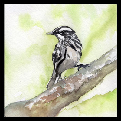 «Black and White Warbler», reproduction de peinture à l'aquarelle