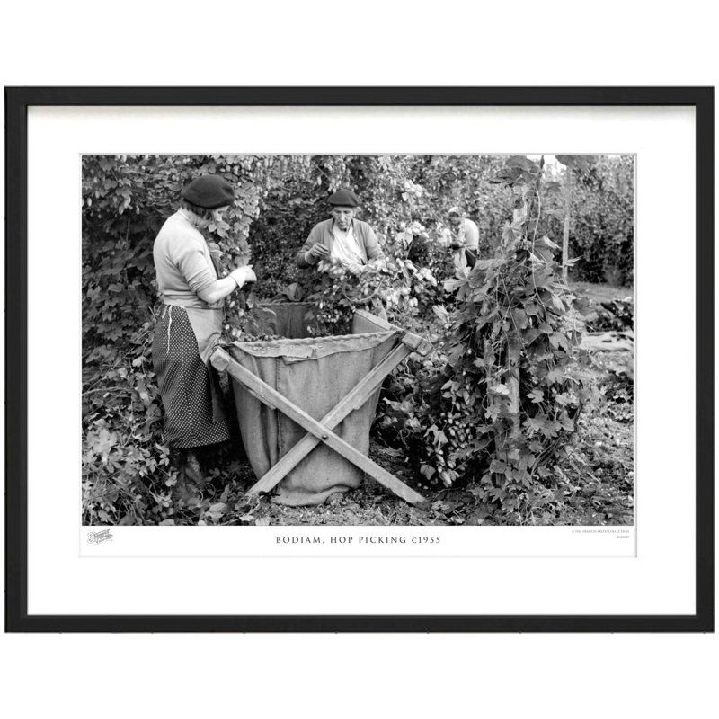 Bodiam, Hop Picking C1955 by Francis Frith - Single Picture Frame Print, 28cm H x 36cm W x 2.3cm D