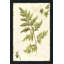 Ivies and Ferns I No Dragonfly - Peinture-806244126-806244134