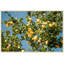 Sunshine Lemon Tree Print by Nathan Turner