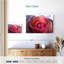 Rose brumeux Harnek-111981961