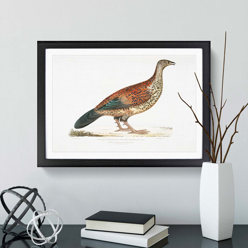 Curria Partridge Illustration by John Edward Gray - Framed Print, 27cm H x 36cm W x 2cm D, Black Framed