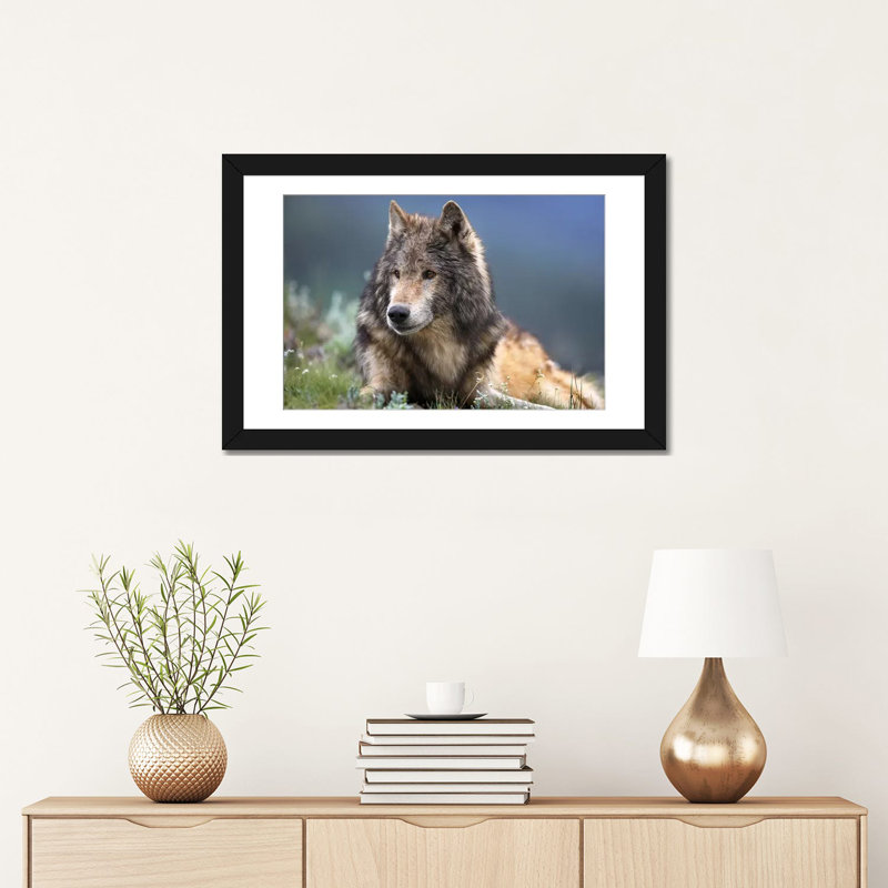 « loup reposer, north america », impression sur toile, Papier d'art encadré noir, Blanc, H 24 po x l 32 po x P 1 po