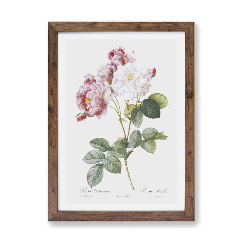 Damask Roses by Pierre-Joseph Redoute - Framed Print, Walnut, 24cm H x 33cm W x 2cm D