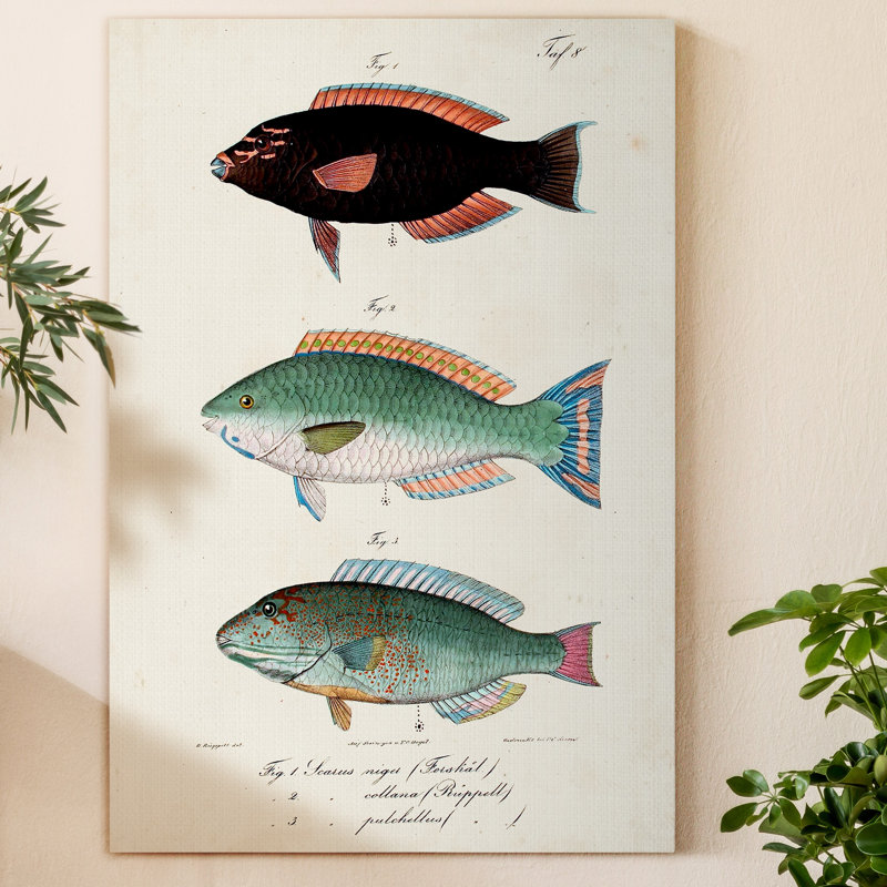 " Antique Fish Trio IV ", 27" H x 18" W x 1" D