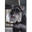 Schnauzer miniature debout