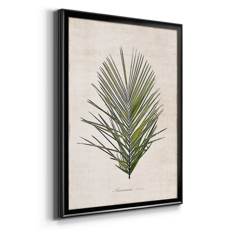 Palmier botanique I - impression, H 30,5 po x l 42,5 po x P 1,5 po, Noir