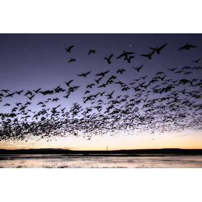 Flock Of Birds by Bxzhit - Wrapped Canvas Print