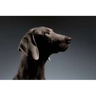 " Weimaraner Dog " by Seregraff