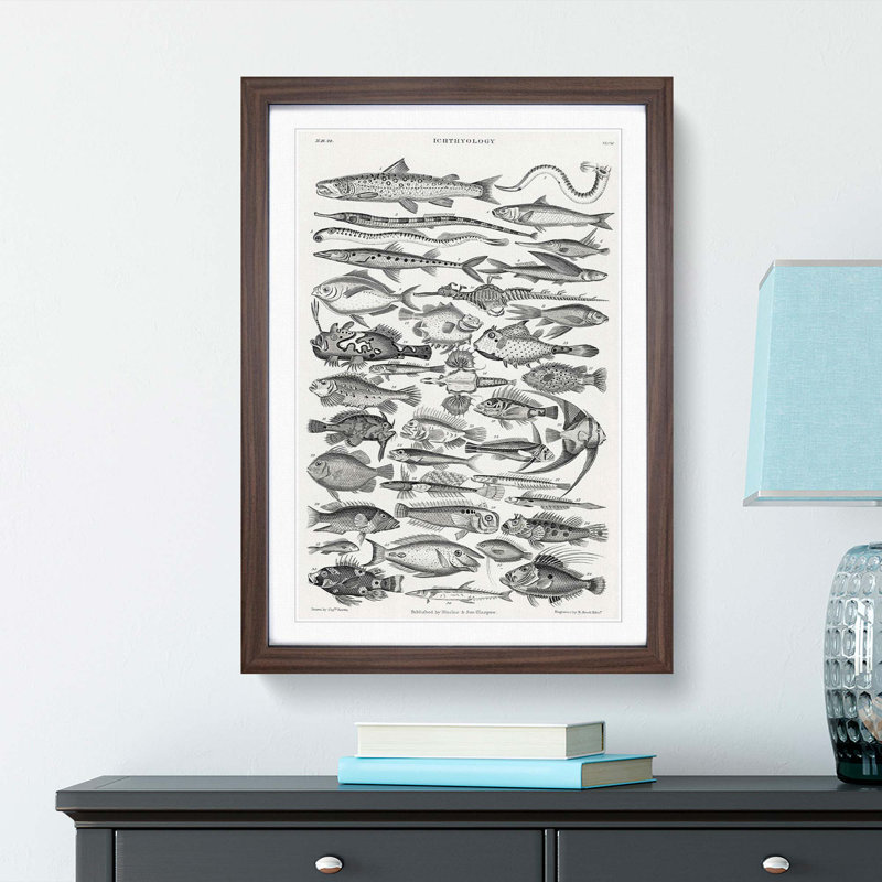 Study of Fish XLVH by Oliver Goldsmith - Picture Frame Drawing Print, 48cm H x 36cm W x 2cm D, Walnut Framed