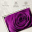 Gouttelettes Harnek sur rose mauve-107528813