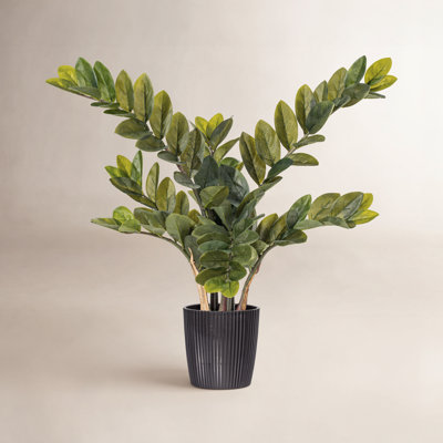 Zen ZZ Plant in Pot