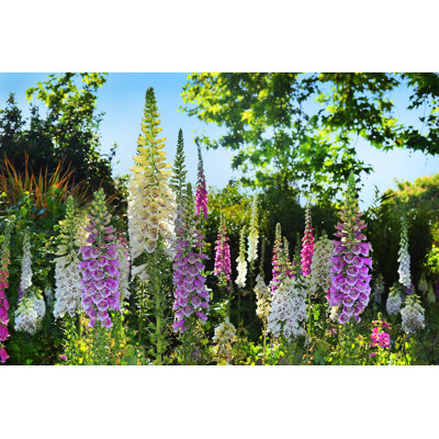 Seasonal Flower - Photographie sur toile tendue