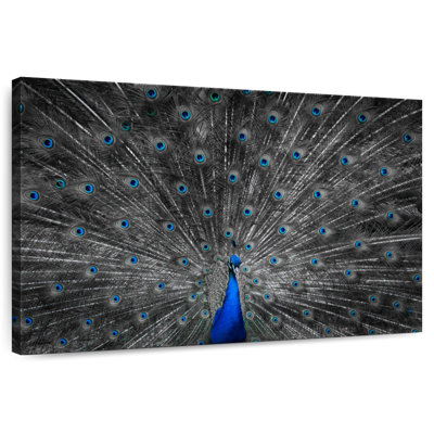 Plume de paon bleu Crowle