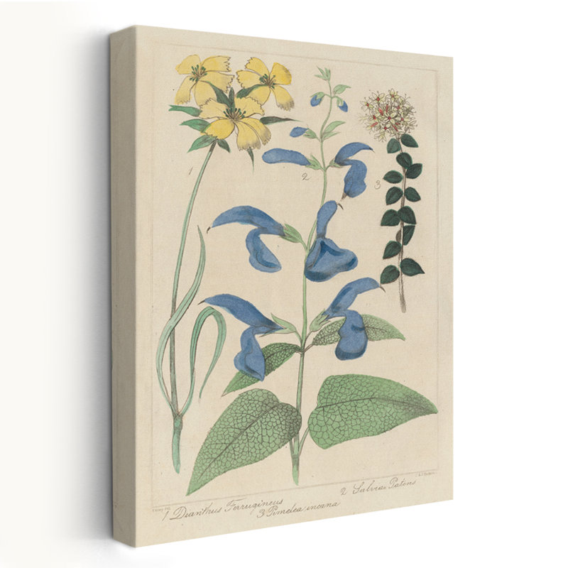Rétro et campagne / fleurs de Salvia II, H 60 po x l 40 po