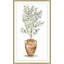 Potted Olive Tree by Nathan Turner