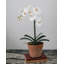 Faux Orchid in Terracotta Pot 19"