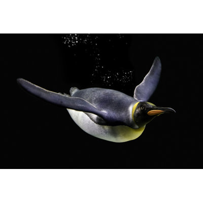 Penguin Swimming Isolated - Wrapped Canvas Print