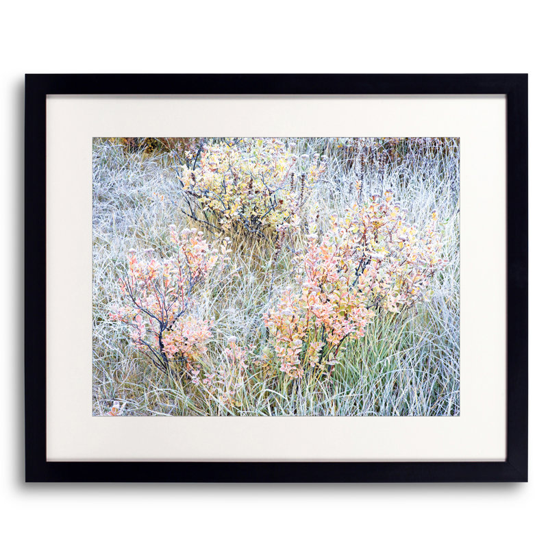 Frosted Autumn Huckleberry Bushes Print by Bruce Heinemann, Black Framed Paper, White, 24" H x 30" W
