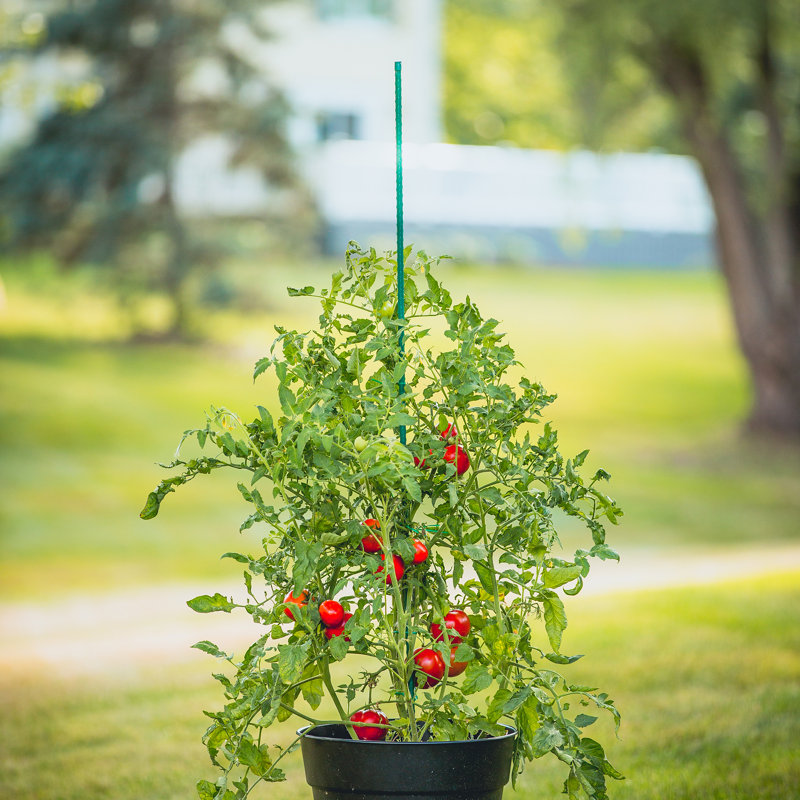 Amaya Support à plante, H 60 po x l 0,32 po x P 0,32 po