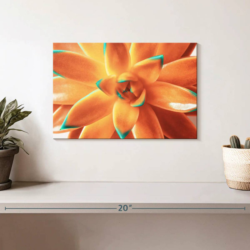 Plante grasse orange Harnek, H 8 po x l 12 po