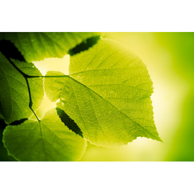 Grandes feuilles vertes par Jeja