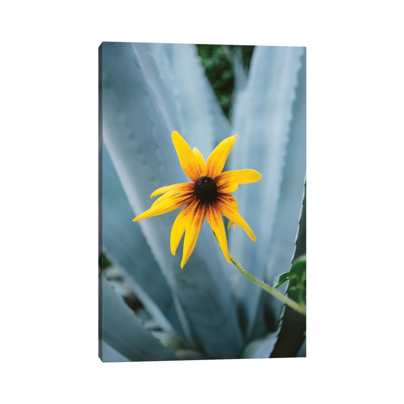 Austin Flower II by Bethany Young - Print on Canvas, Wrapped Canvas, 45.72cm H x 30.48cm W x 1.91cm D