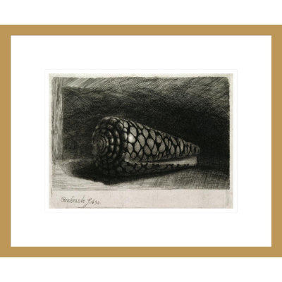 La coquille (Conus Marmoreus) par Rembrandt van Rijn - Estampe numérique encadrée