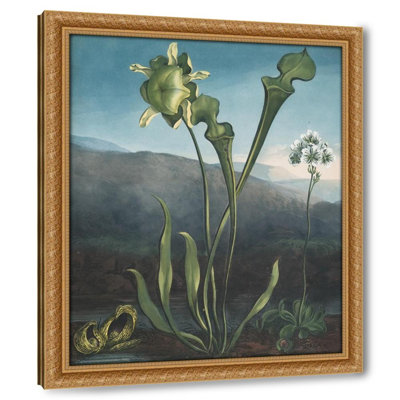 American bog plants. I Fetid pothos. II Pitcher plant. III Venus's fly trap (1807)