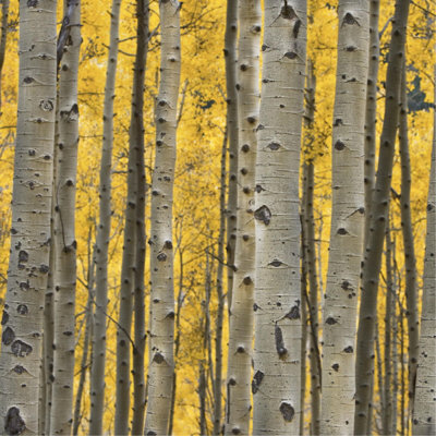 Aspen Trees III Print by Jamie Cook