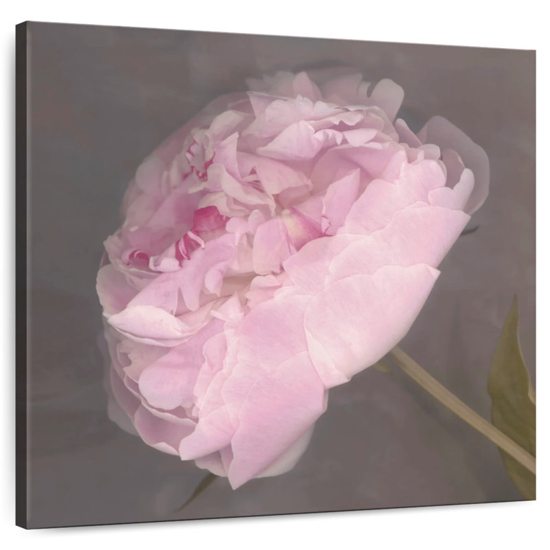 Fleur Harnek, H 16 po x l 16 po