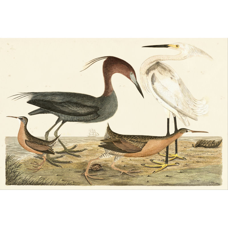 Heron Family IV by Alexander Wilson - Wrapped Canvas Print, 20cm H x 30cm W
