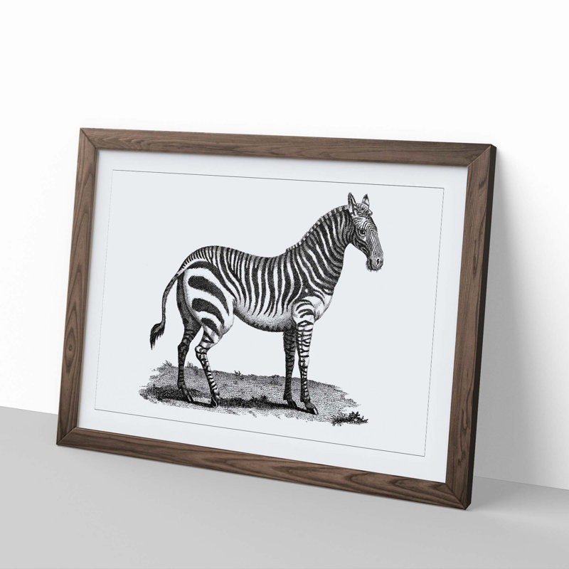 Zebra in Black & White by George Shaw - Picture Frame Drawing Print, 48cm H x 65cm W x 2cm D, Walnut Framed