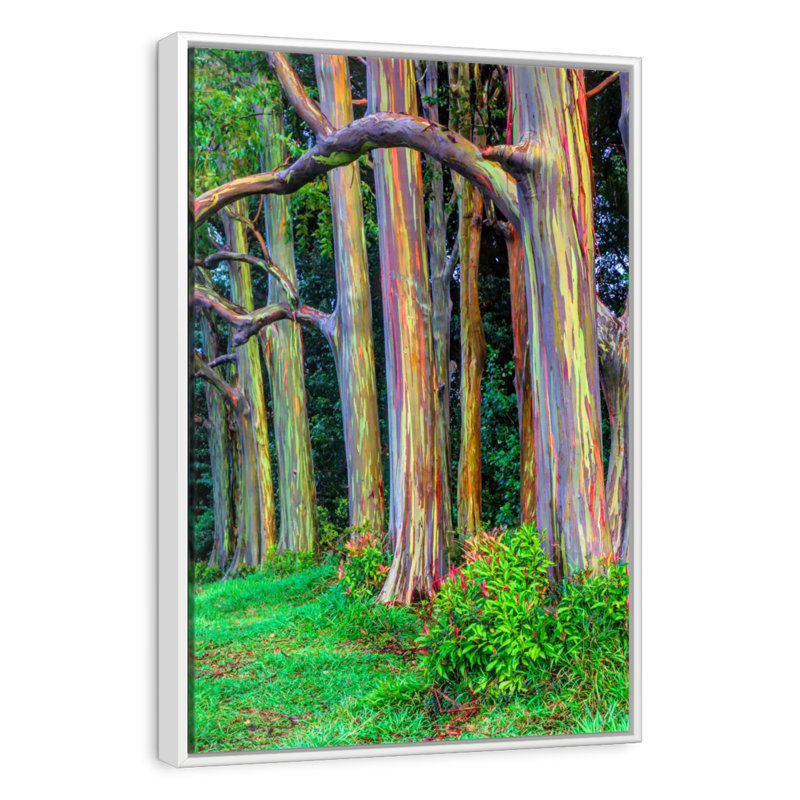 Colorful Eucalyptus Trees, Floating Frame White, 29" x 43"