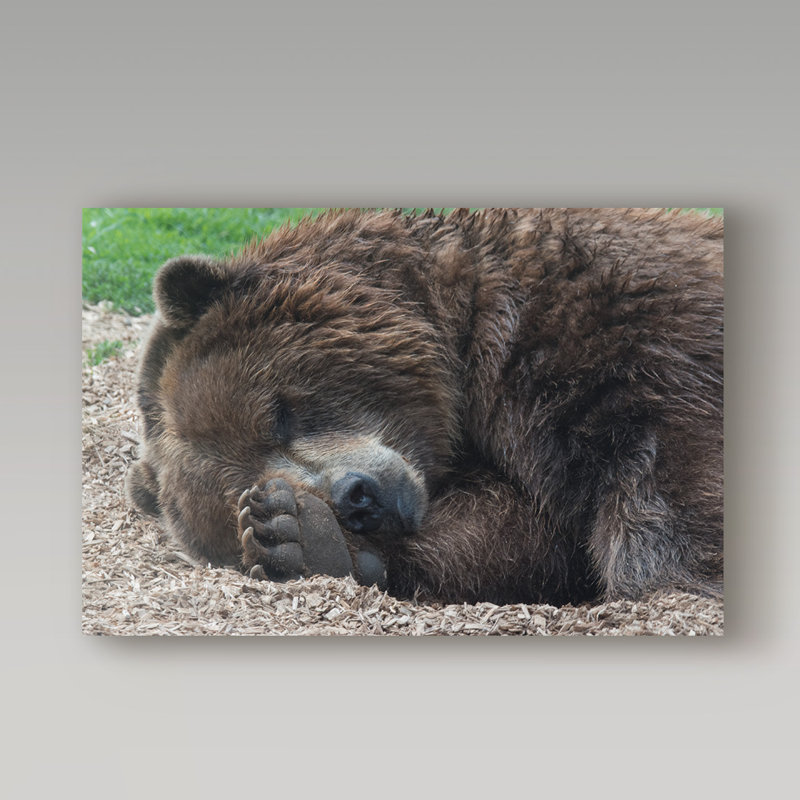 « sleep bear », reproduction de photo sur toile tendue, H 22 po x l 32 po x P 2 po