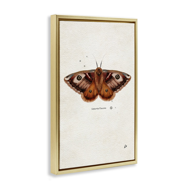  «Moth» par Lydia Orange, H 31 po x l 21 po, Cadre flottant métallique doré