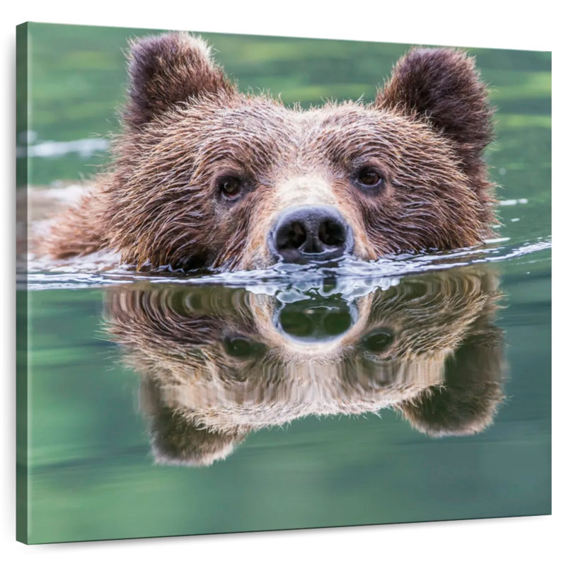 Aadvi Grizzly Bear Swimming Reflection