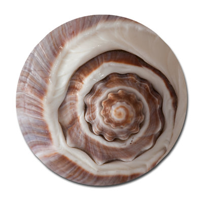 Coquillage - photographie