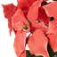 Arrangement de poinsettias-92906964-92906965-92906966