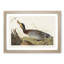 Bemaculated Duck by John Audubon - Framed Print-55466138-55466143
