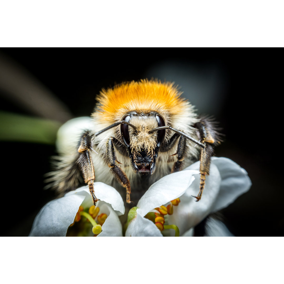 Nahaufnahme einer Hummel - Kunstdrucke auf Leinwand ohne Rahmen