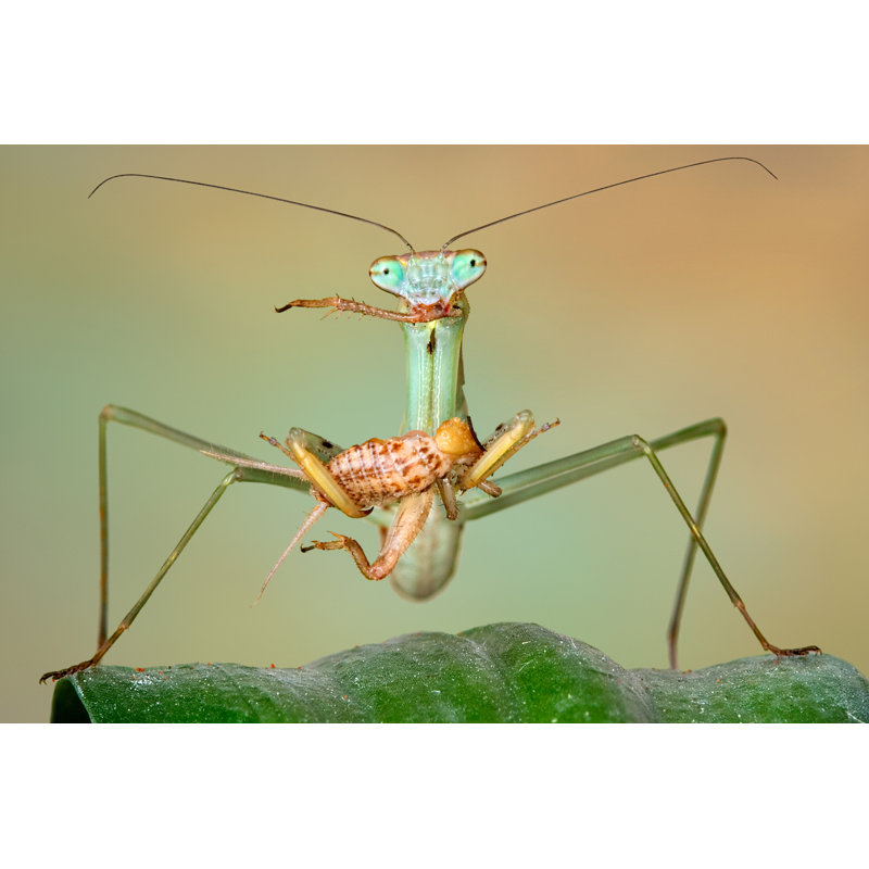 Deris chinois mantis sur toile par Cathykeifer, photographie, H 32 po x l 48 po