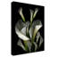 «White and Crystal Blue Callas 2» par Dosta, impression sur toile tendue-29226945