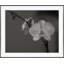 Orchid In Black & White Giclee Print by Soicher Marin Archives