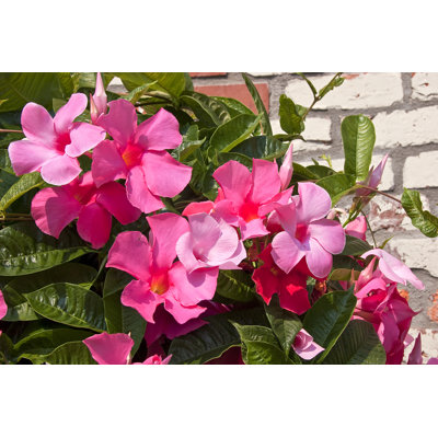 Pink Mandevilla - Wrapped Canvas Print